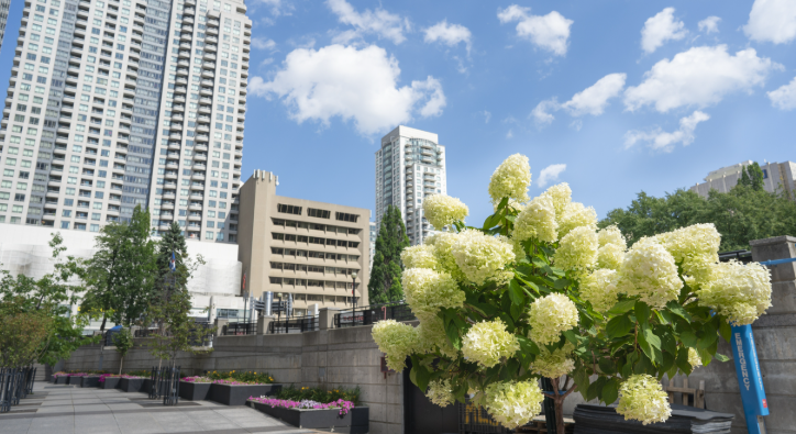 加拿大租房指南